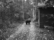 A bear walking on a path within Algonquin Park