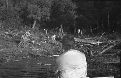 Enjoying the wildlife of Algonquin Park