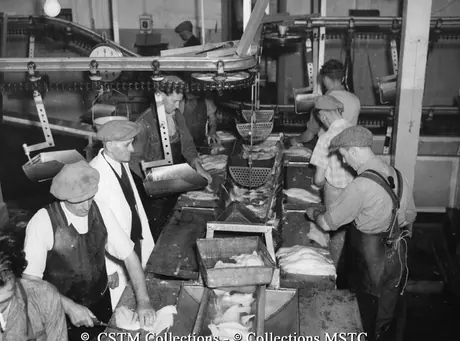 Filleting fish at the Job Brothers and Co. Ltd. Fish Plant