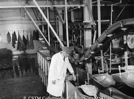 Checking fish filets at the Job Brothers and Co. Ltd. Fish Plant