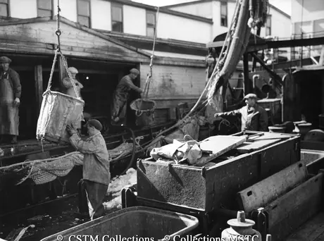Removing fish from dragger at the Job Brothers and Co. Ltd. Fish Plant