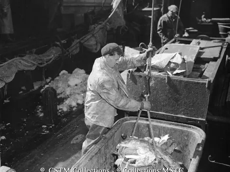 Removing cod from dragger at the Job Brothers and Co. Ltd. Fish Plant