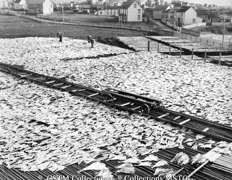 Drying cod on flakes or stages