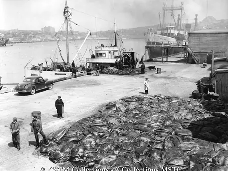 Seal carcasses being unloaded from the sealing vessel Lady MacDonald