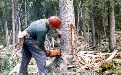A Balco Mill employee using a chainsaw to cut down a tree