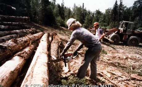 Bucking a log before transportation to the mill