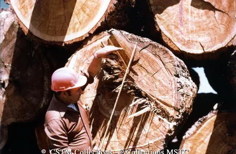 Measuring the diameter of a tree trunk