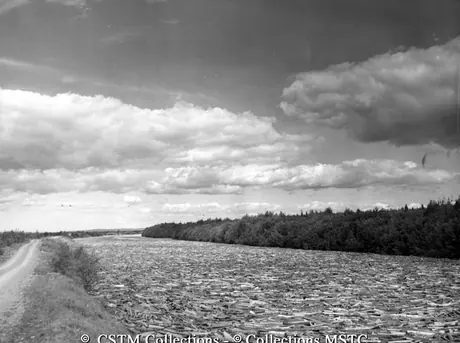 River of logs bound for the Bowater’s Newfoundland Pulp and Paper Mills Limited