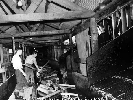 Logs are sorted for quality and size before processing, Bowater’s Newfoundland Pulp and Paper Mills Limited