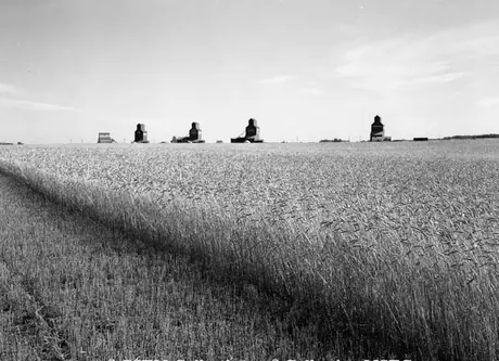A field of ripe wheat with distant elevators