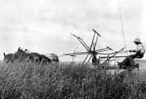 Cutting wheat at Dauphin, Manitoba