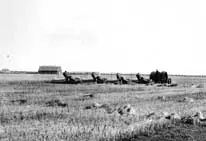 Cutting wheat with four binders hauled by a tractor