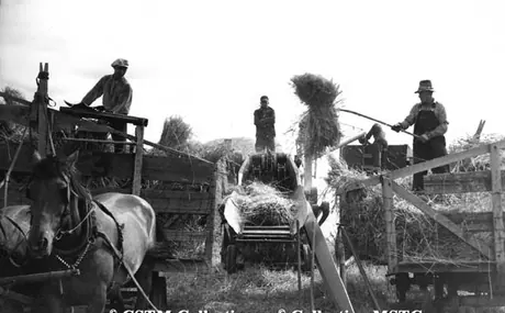 Loading wheat sheaves into a thresher