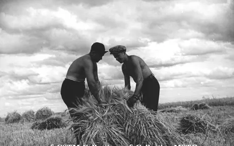 The binders are followed by the stookers (stooking barley)