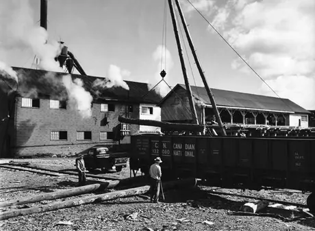 Unloading rail-shipped logs onto skids to river
