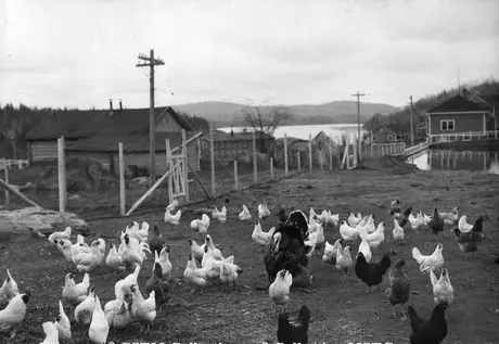 Chickens at Windigo, Quebec