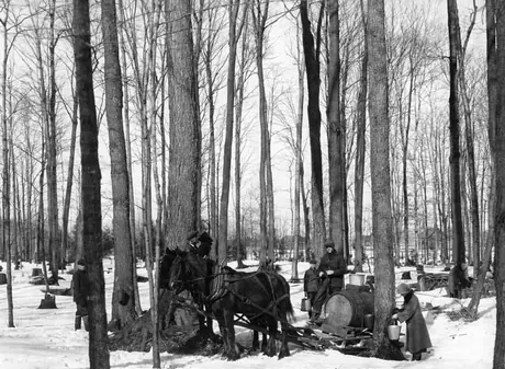 Maple sugaring at St. Hilaire
