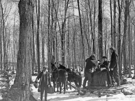 Collecting maple sap