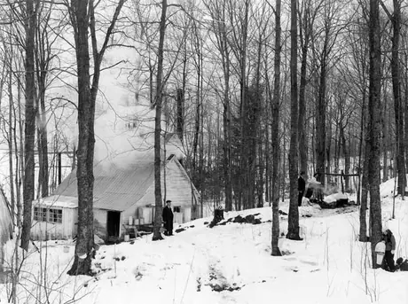 Station of Province of Quebec at Plessisville, April 2, 1940 - boiling the sap (outdoors and shack)