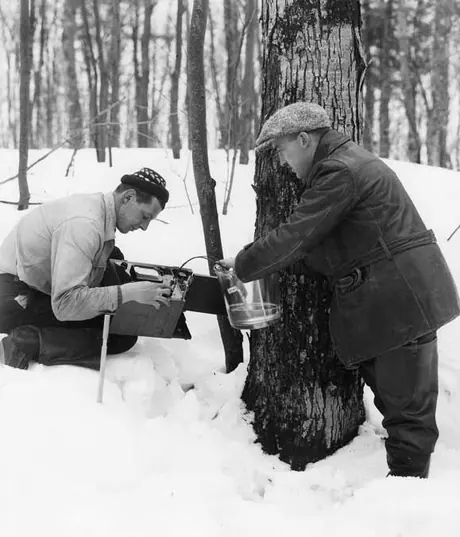 Station of Province of Quebec at Plessisville, April 2, 1940 - testing the sap at the tree