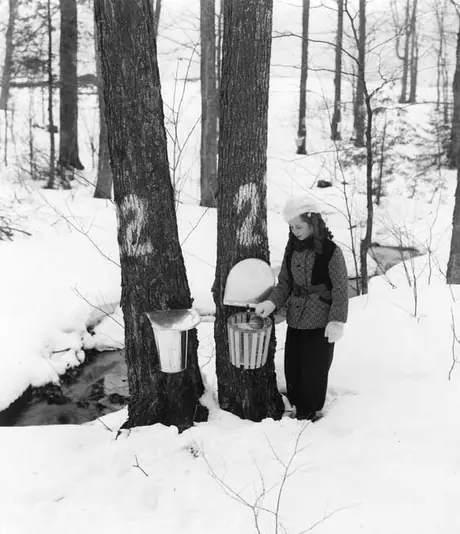 Station of Province of Quebec at Plessisville, April 2, 1940 - drinking sap at the tree