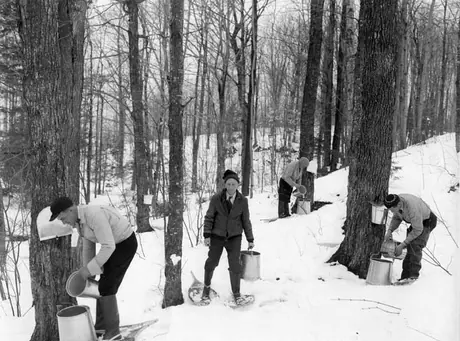 Station of Province of Quebec at Plessisville, April 2, 1940 - gathering sap on snow shoes