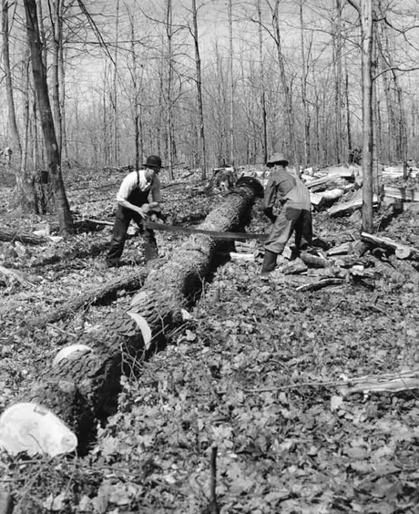 St. Esprit, Quebec - Maple sugar - Cutting firewood