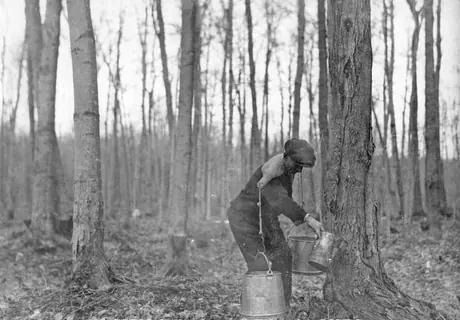 Habitant loading from trees