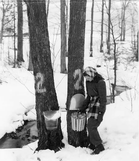 Station of Province of Quebec at Plessisville, April 2, 1940 - drinking sap at the tree
