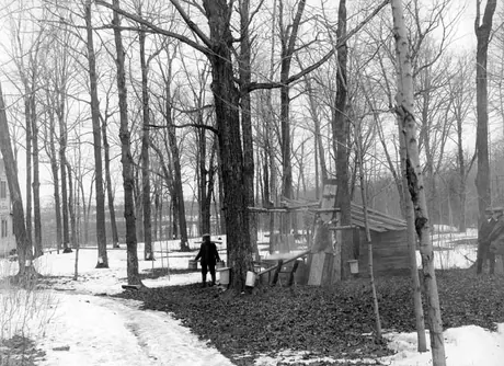 Maple sugar - shipping scenes