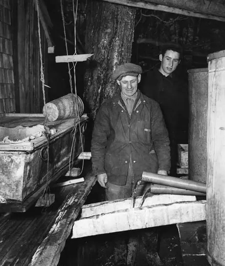 Maple syrup production