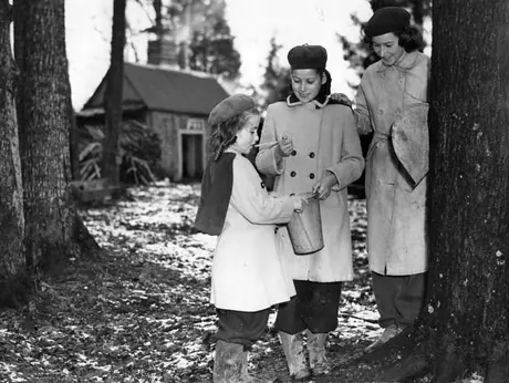Maple syrup production