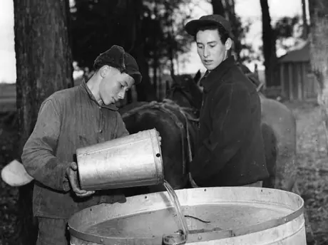 Maple syrup production