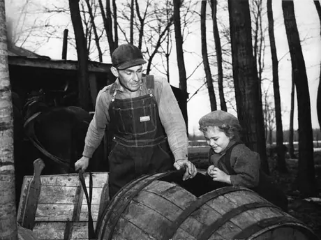 Maple syrup production