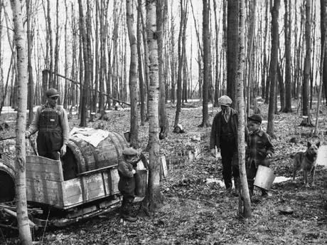 Maple syrup production