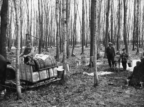 Quebec maple sugar scene
