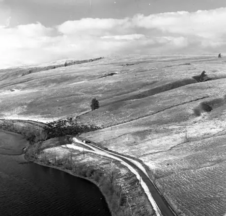 Aerial view of 5,000 head of cattle, Douglas Lake