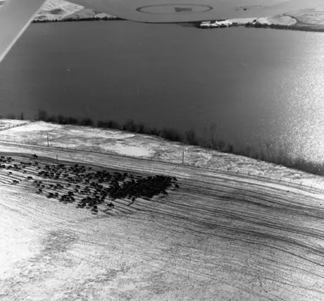 Aerial view of cattle drive along Douglas Lake
