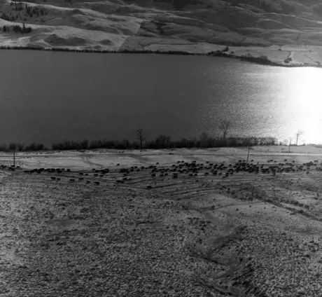 Aerial view of cattle drive along Douglas Lake