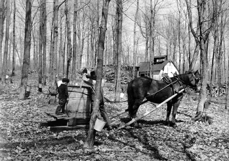 Collecting maple sap