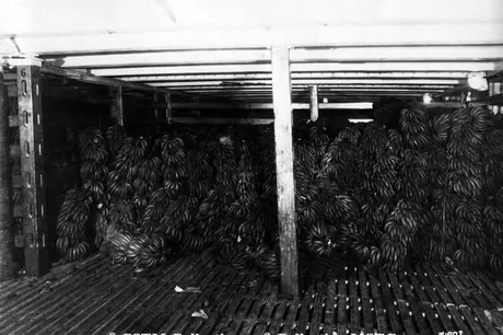 A recent shipment of bananas from a Canadian National Steamship, Montreal Terminal