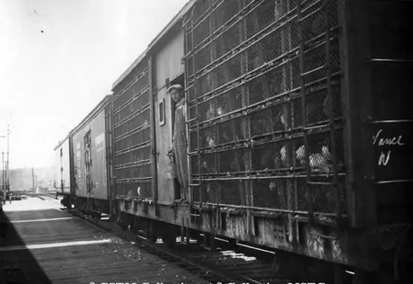 Shipment of poultry, Prince Edward Island