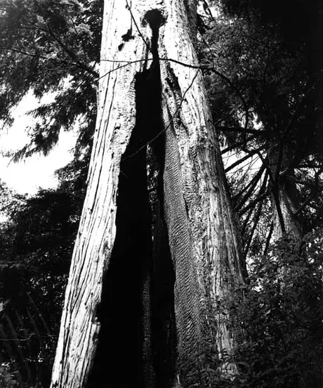 Tree, Stanley Park, Vancouver