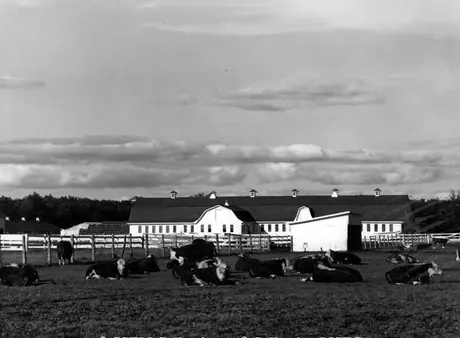 Cattle farm, St. Norbert, Manitoba