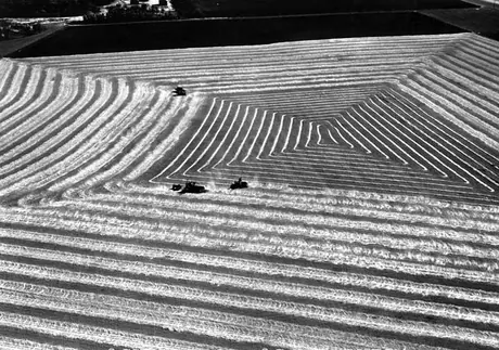 Harvesting near Portage La Prairie