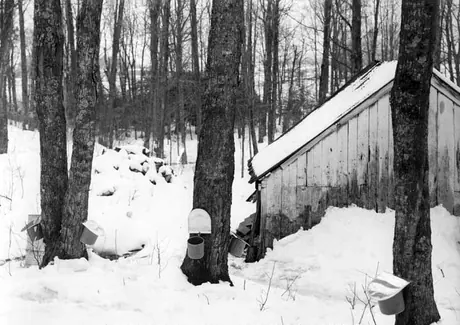 Experimental maple sugaring - gathering sap in fiber buckets