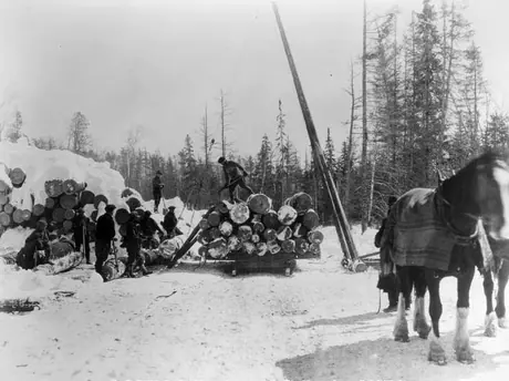 Lumber industry - logging teams at work