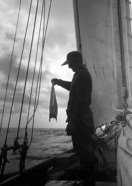 Louisbourg, N.S. - sword fishing - fishing boats returning to Fort