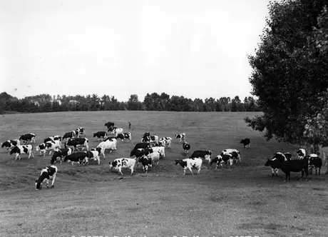 Cattle raising, Alberta